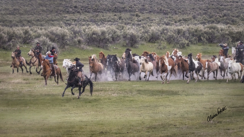 Prairie Run by artist Claire Porter